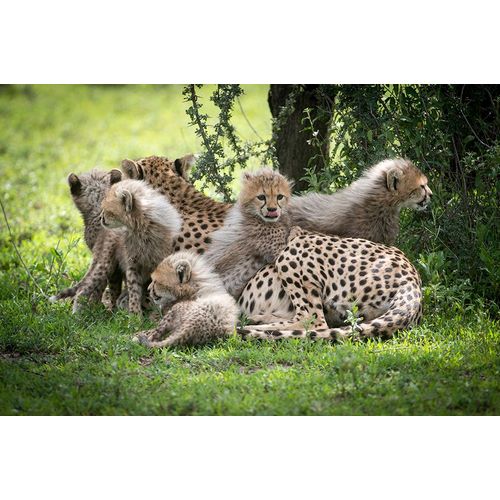 Sederquist, Betty 아티스트의 Africa-Tanzania cute cheetah cubs snuggle close to their mother in the Ndutu area of the Serengeti작품입니다.